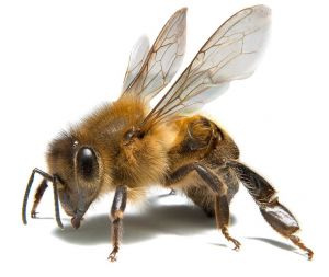 Дезинсекция от пчел (рисунок)